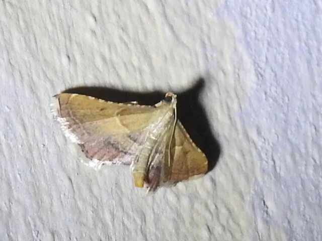 Endotricha flammealis - tüzesszárnyú fényilonca