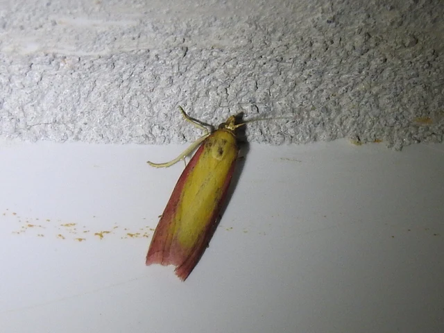 lucernamoly - Oncocera semirubella