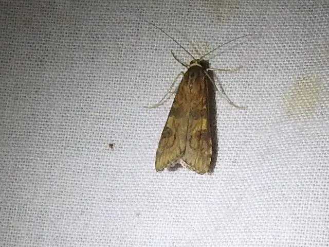 Nomophila noctuella - közönséges vándormoly