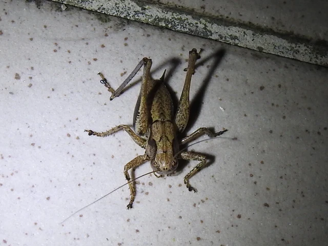 Pholidoptera griseoaptera - szürke avarszöcske