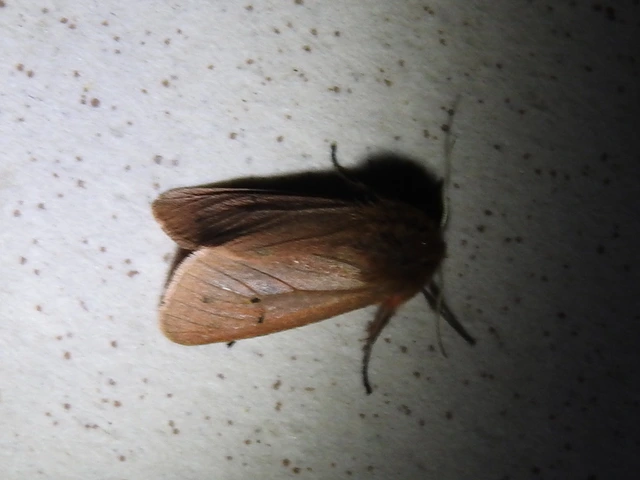 Phragmatobia fuliginosa - füstös medvelepke