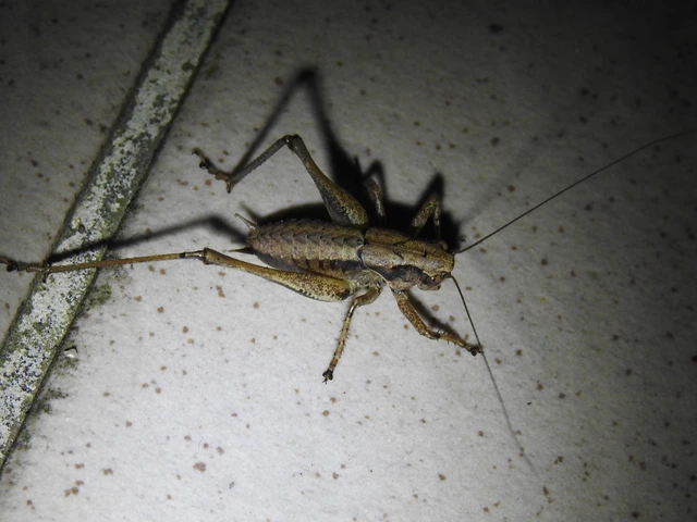 Pholidoptera griseoaptera - szürke avarszöcske