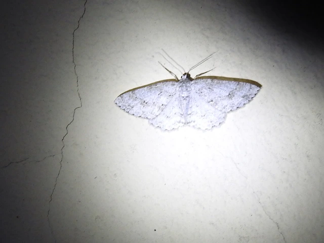 Ectropis crepuscularia - avararaszoló