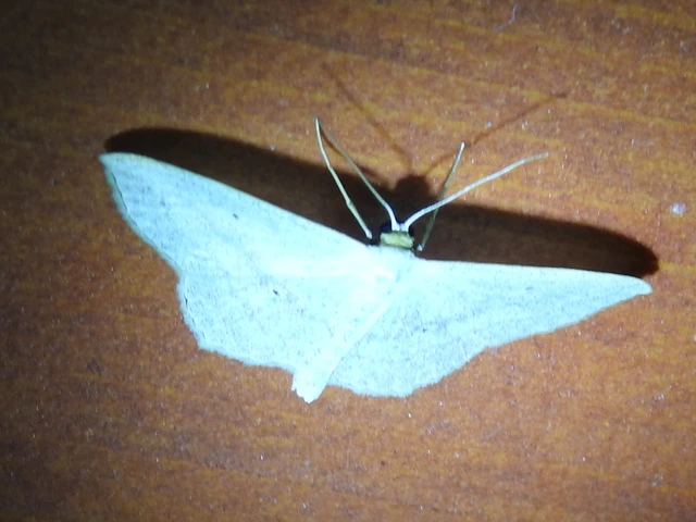 Scopula nigropunctata - feketepettyes araszoló
