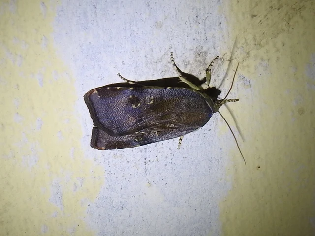 Noctua janthe/janthina