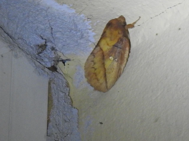 Euthrix potatoria - szomjas pohók