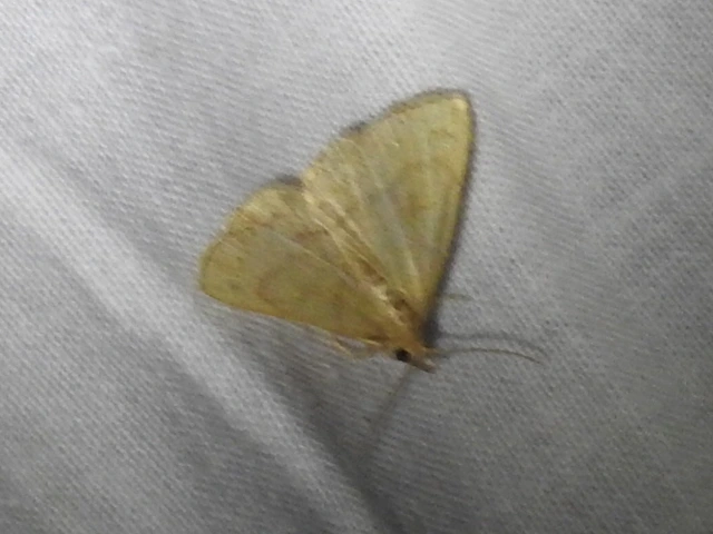 Paracolax tristalis - sárgás karcsúbagoly