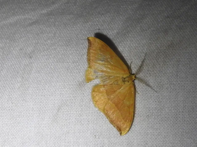 Watsonalla cultraria - bükkfa-sarlósszövő