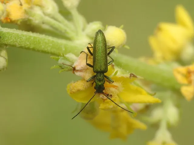 Chrysanthia viridissima - aranyos álcincér