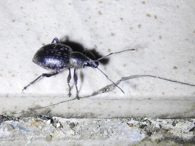 Otiorhynchus multipunctatus - sokpontos gyalogormányos