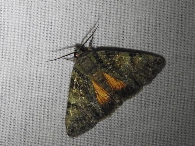Polyphaenis sericata - selyemfényű erdeibagoly