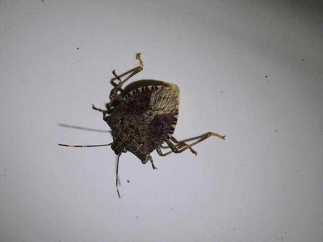 Halyomorpha halys - ázsiai márványospoloska