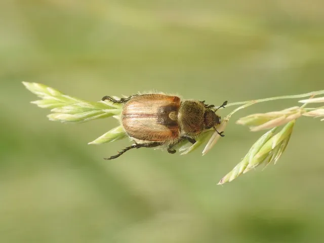 Chaetopteroplia segetum - rozsszipoly