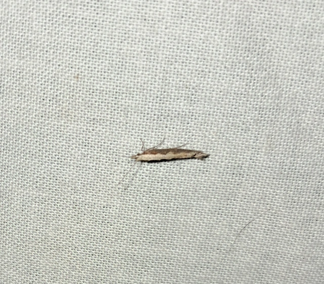 Plutella xylostella - káposztamoly