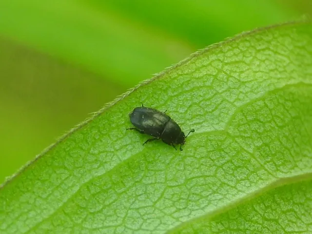 Meligethinae Meligethinae