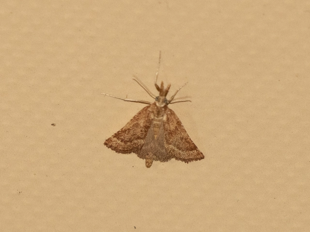 Synaphe punctalis - hosszúlábú fényilonca