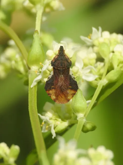 Phymata crassipes - fogólábú poloska