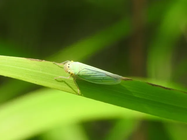 Cicadella viridis - méregzöld kabóca