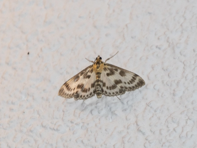 Anania hortulata - tarka csalánmoly