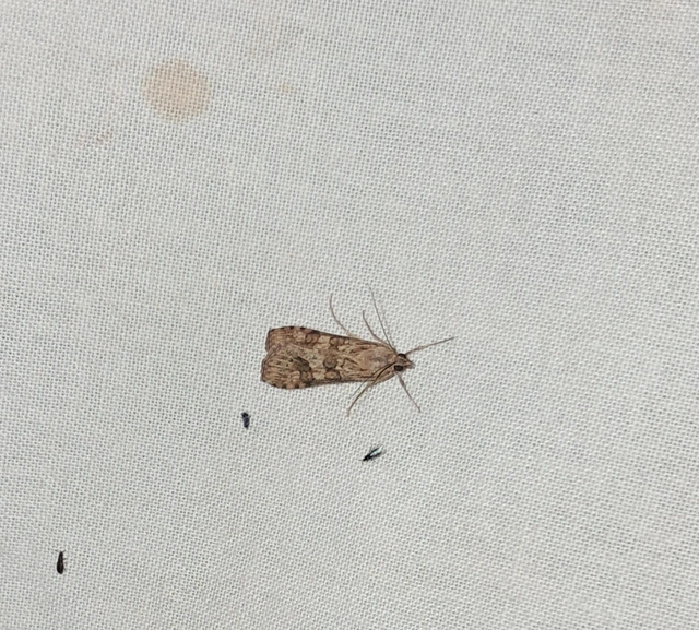 Nomophila noctuella - közönséges vándormoly