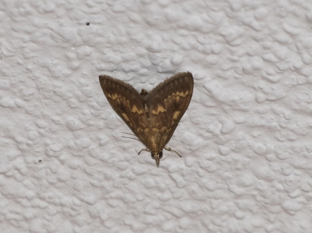 Ostrinia nubilalis - kukoricamoly