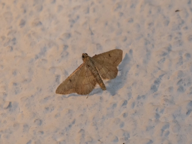 Endotricha flammealis - tüzesszárnyú fényilonca