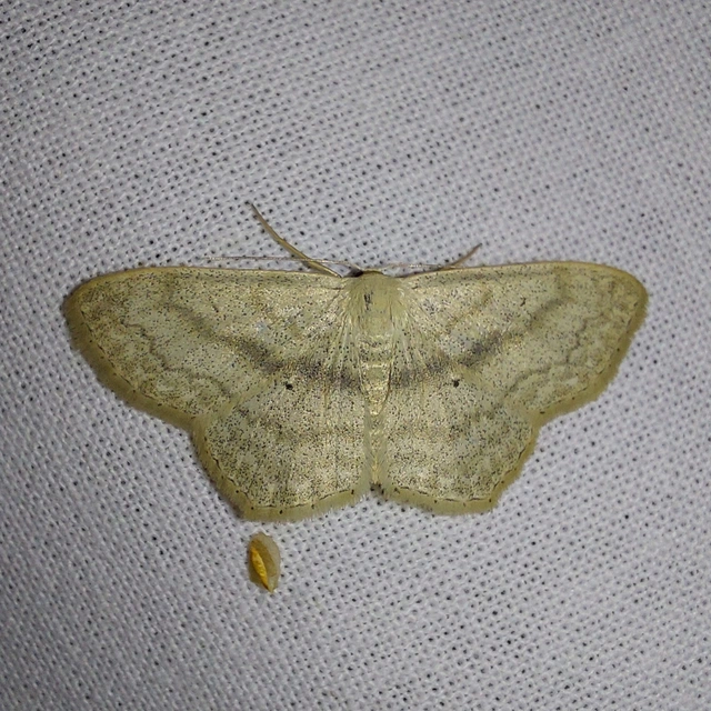 Scopula nigropunctata - feketepettyes araszoló