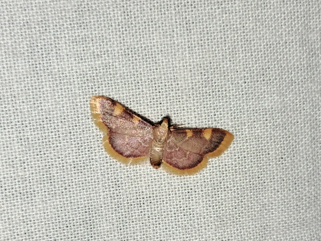 Hypsopygia costalis - szénailonca