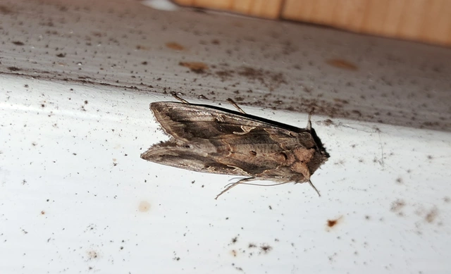 Autographa gamma - gammalepke