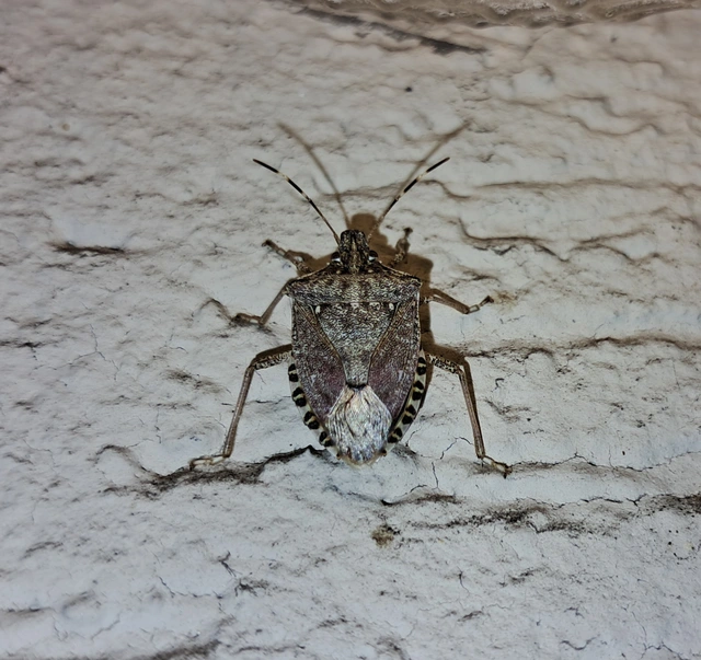 Halyomorpha halys - ázsiai márványospoloska