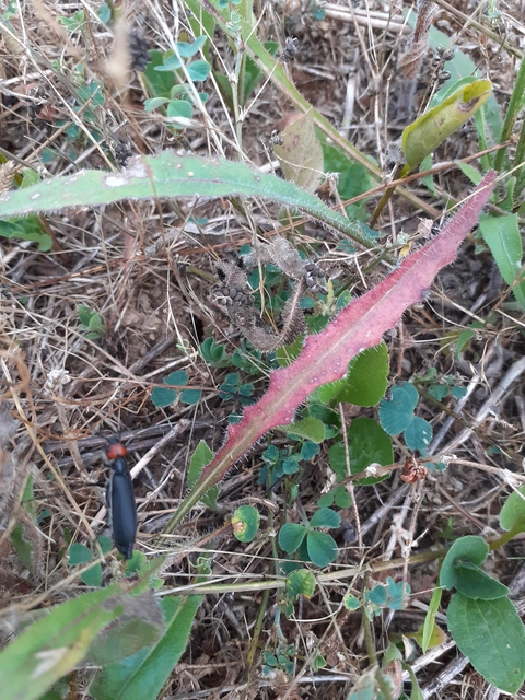 Epicauta rufidorsum - hollóbogár