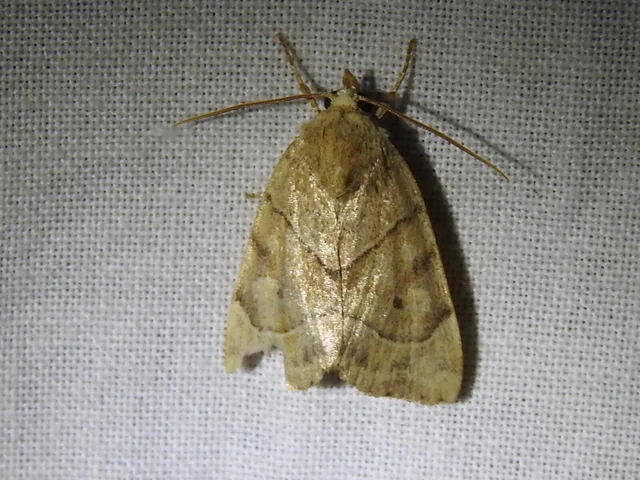 Cosmia trapezina - közönséges lombbagoly
