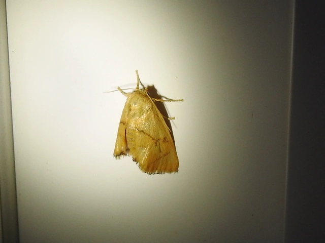Apoda limacodes - kagylólepke
