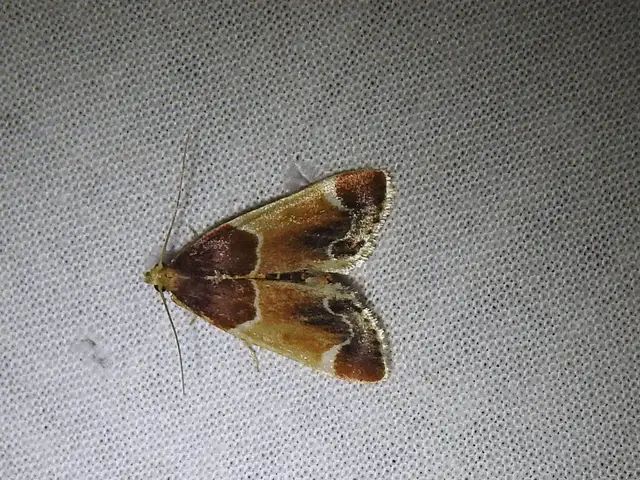 Pyralis farinalis - lisztilonca
