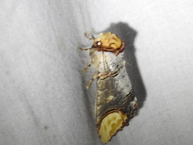 Phalera bucephala - sárgafoltos púposszövő