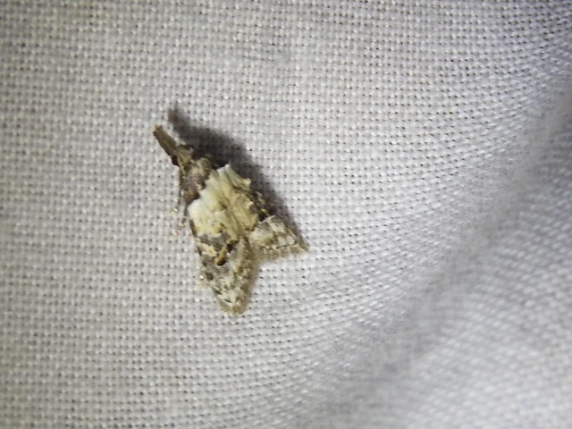 közönséges csipkebogyómoly - Carposina scirrhosella