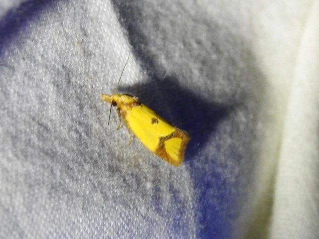Agapeta zoegana - barnacsíkos sárgamoly