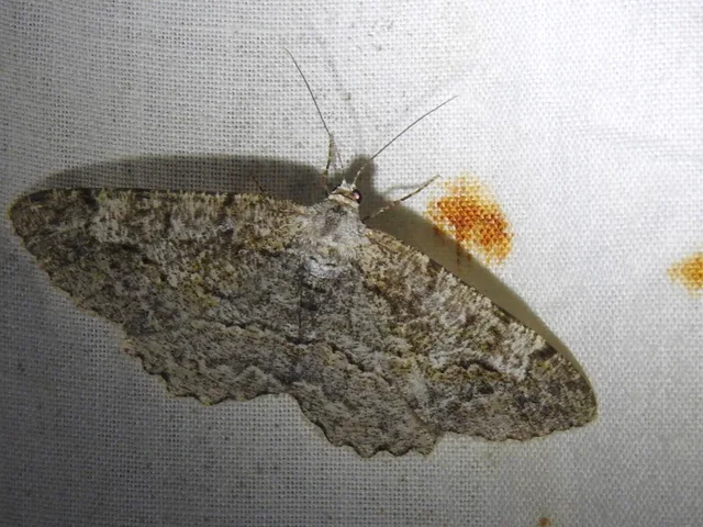 foltos faaraszoló - Alcis repandata