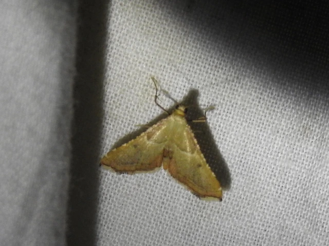 Endotricha flammealis - tüzesszárnyú fényilonca