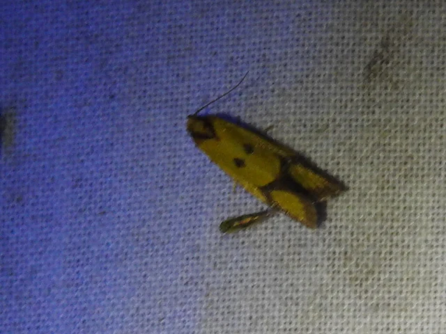 Agapeta zoegana - barnacsíkos sárgamoly