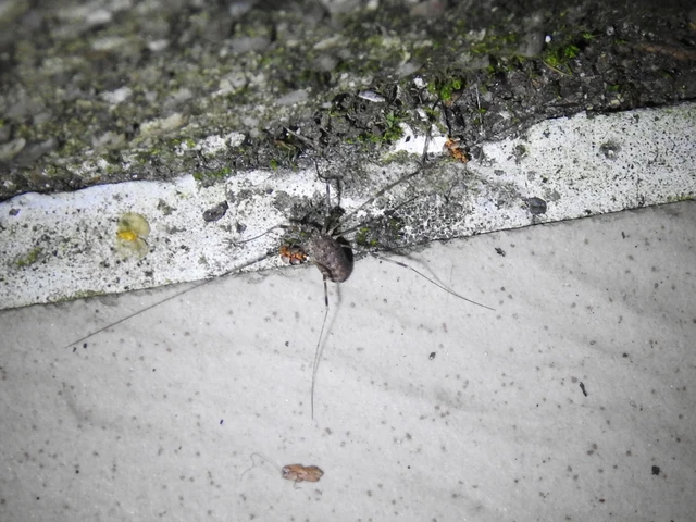Opiliones - Kaszáspókok