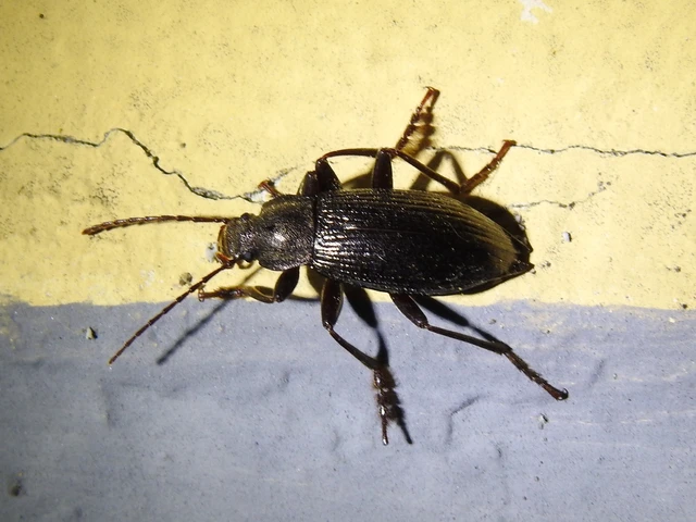 Stenomax aeneus - bronzos gyászbogár
