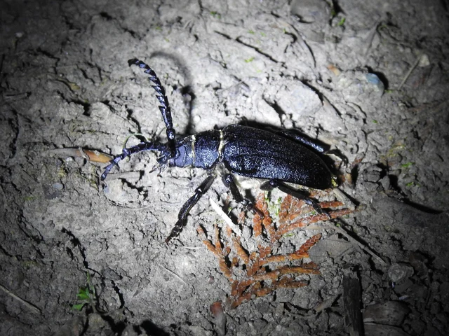 Prionus coriarius - csőszcincér