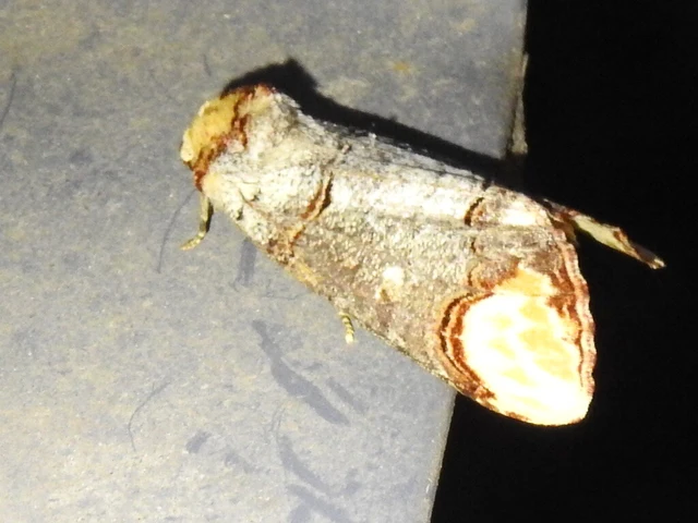 Phalera bucephala - sárgafoltos púposszövő