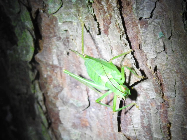 Barbitistes constrictus - északi málnaszöcske