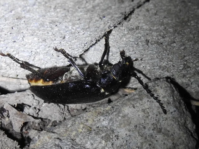 Prionus coriarius - csőszcincér