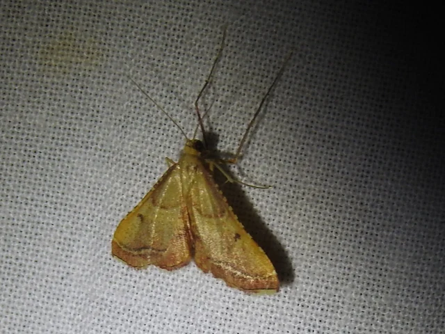 Endotricha flammealis - tüzesszárnyú fényilonca
