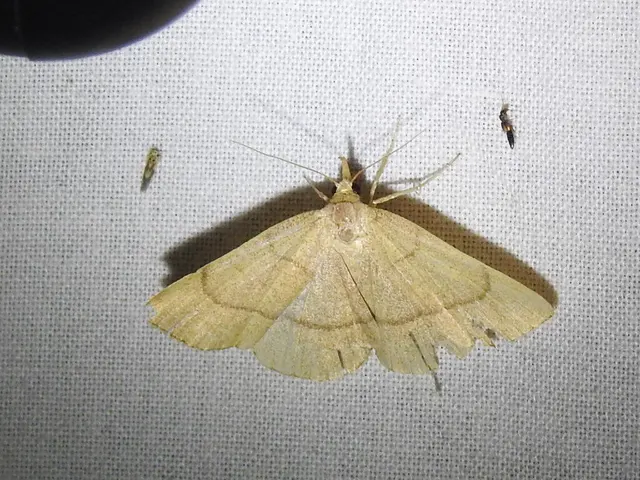 Paracolax tristalis - sárgás karcsúbagoly