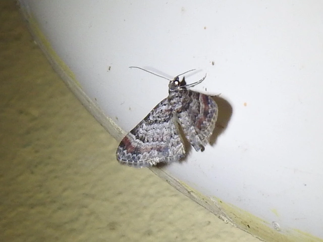 Gymnoscelis rufifasciata - vöröscsíkos törpearaszoló
