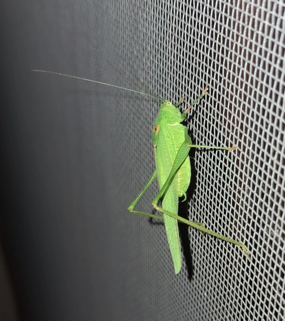 Phaneroptera